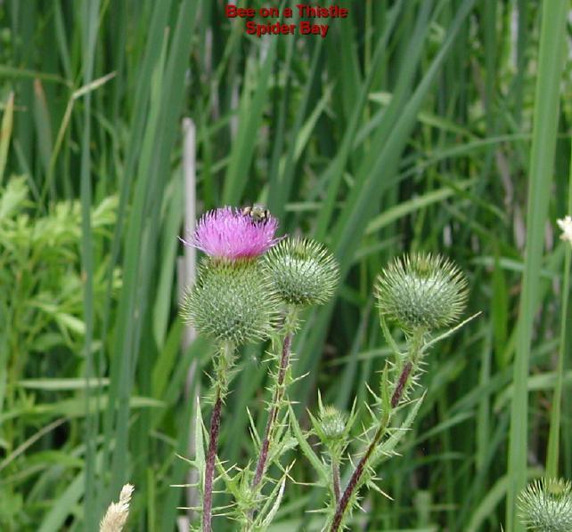 beethistle